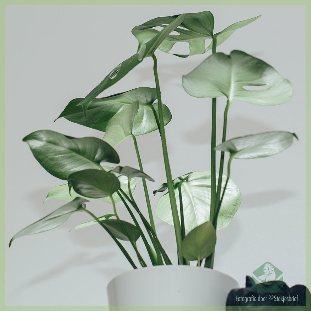 Monstera Deliciosa Gatenplant Swiss Cheese Plant Kopen Stekjesbrief