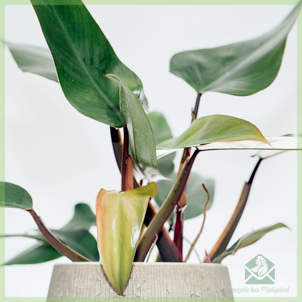 Kaufen und pflegen Sie Philodendron Ruby Red - STEKJESBREF.NL