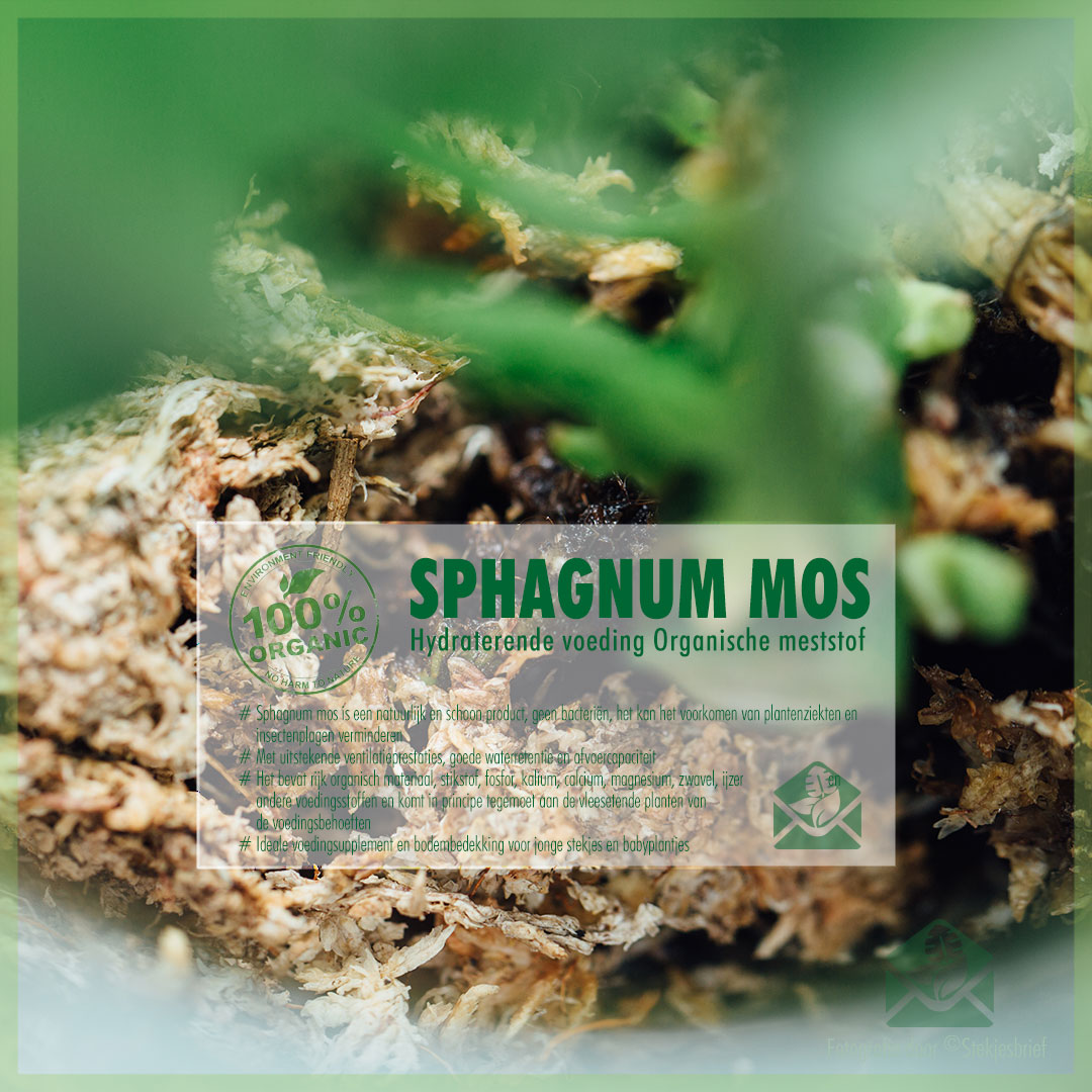 Musgo sphagnum vivo - Plantas Carnívoras España
