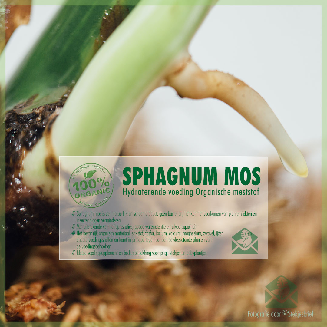 aardolie Gepolijst lont Sphagnum mos premium A1 kwaliteit voor stekkies en terrariums kopen