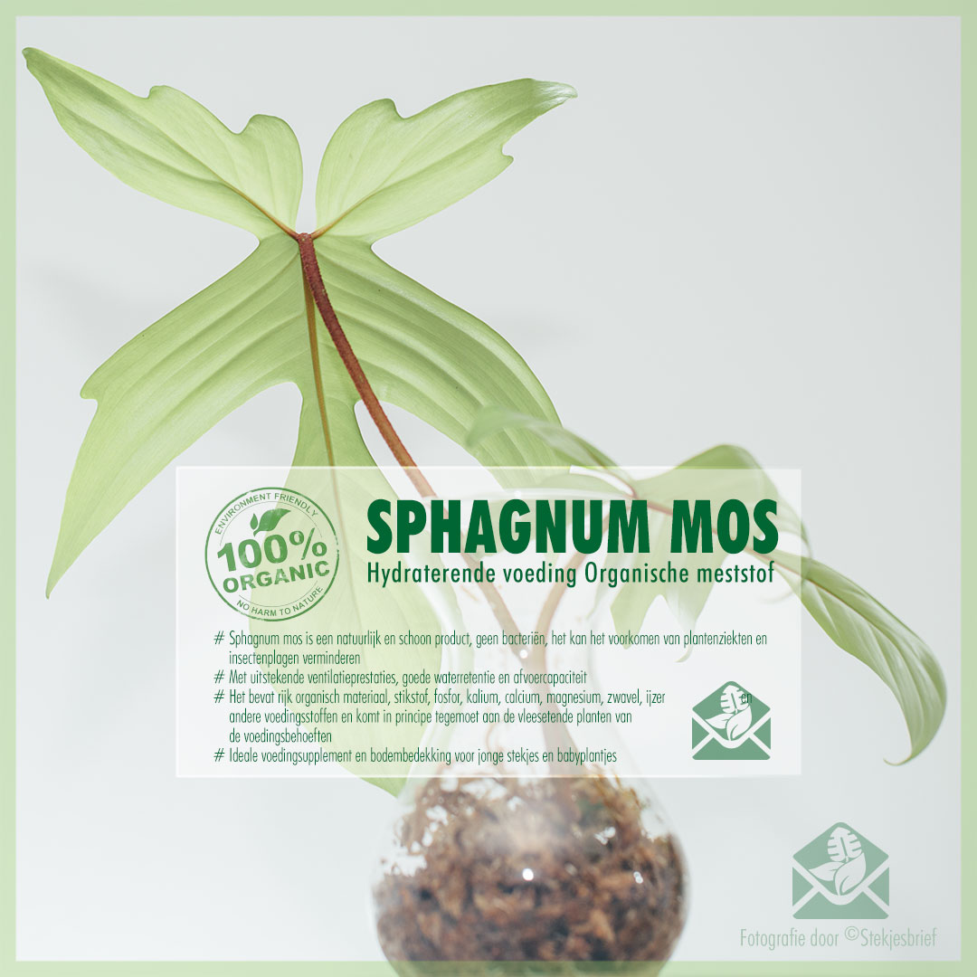 Comprar Musgo Sphagnum para plantas 5L online, April Plants