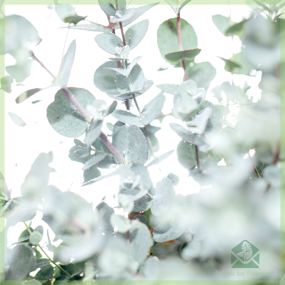 Feuilles d'eucalyptus - Chajart Alkina - 100g - (أوراق شجرة الكينا  (الكاليبتوس